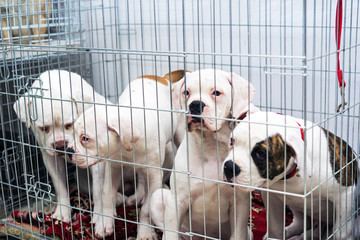 portrait four of a sad dog puppy american bulldog in an iron cage