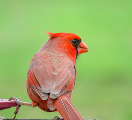 bird on a branch