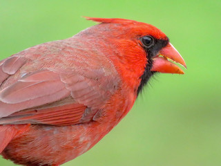 cardinal