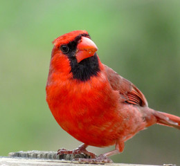 red cardinal on a branch