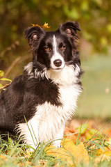 Irischer Wolfshund in der Morgenkälte