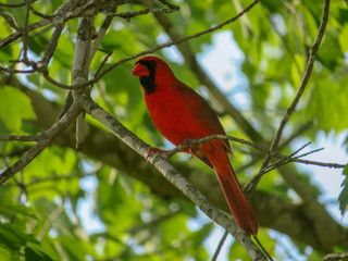 Fototapeta premium bird on a branch