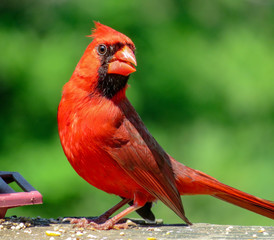 cardinal