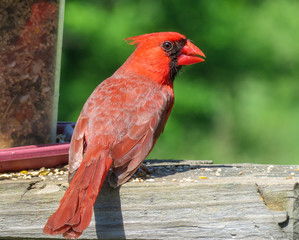 cardinal