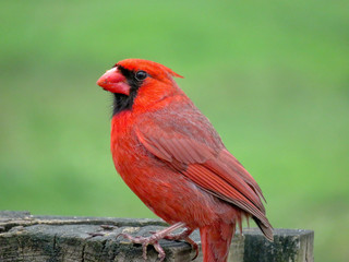 Cardinal