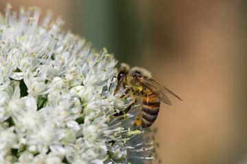 Abeille sur fleur de carotte