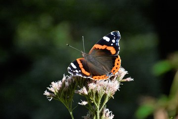 vanessa atalanta