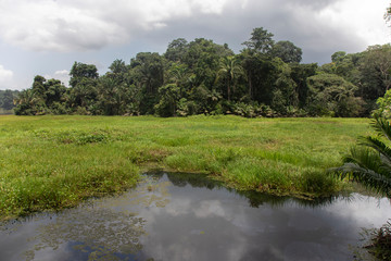 Fototapeta na wymiar Calamito Lake in Gamboa, rainforest Panama