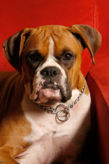 Head soot of Boxer dog bulldog on red background