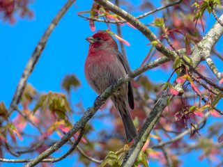 red bird on a branch