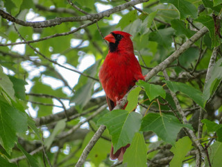 cardinal