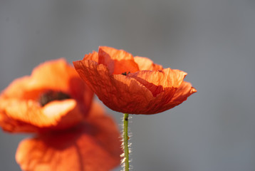 Beautiful poppy flower in summer