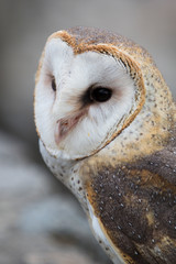 Closeup of Barn Owl in Ecuador