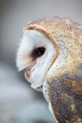 Closeup of Barn Owl in Ecuador