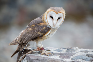 Closeup of Barn Owl in Ecuador