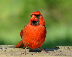 red cardinal on branch