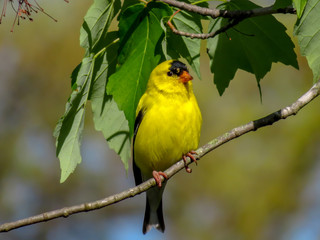 Fototapeta premium yellow bird on a branch