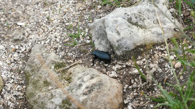 Beetle Blaps lethifera crawling on grassy and stony ground.