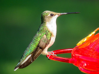 hummingbird on a feeder