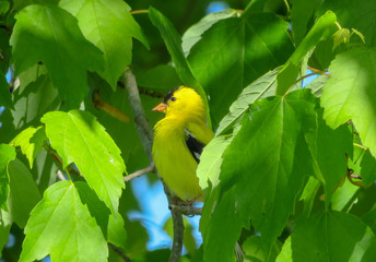 american goldfinch