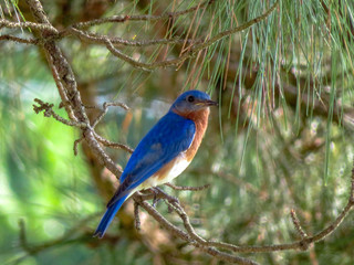 blue bird on a branch
