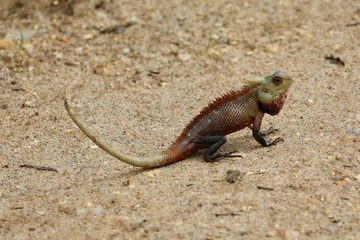 SriLanka Around Travel 2018