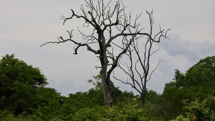 SriLanka Around Travel 2018
