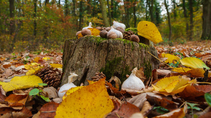 autumn leaves in park