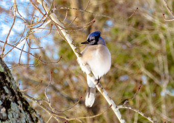 blue jay