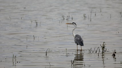 SriLanka Around Travel 2018