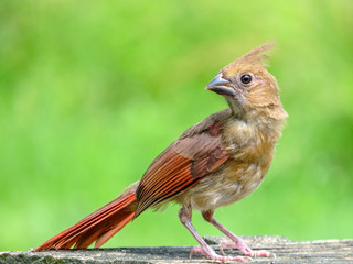 Baby Bird (cardinal)
