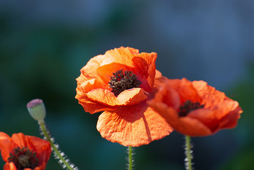 Beautiful poppy flower in summer