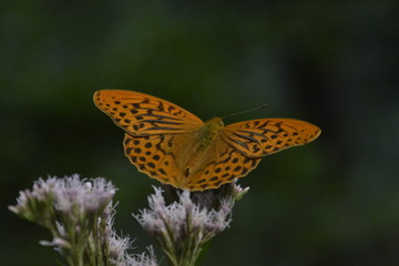 argynnis paphia