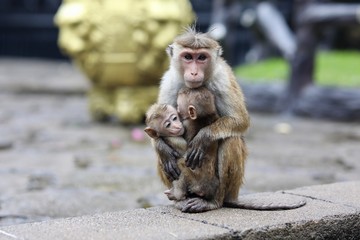 SriLanka Around Travel 2018