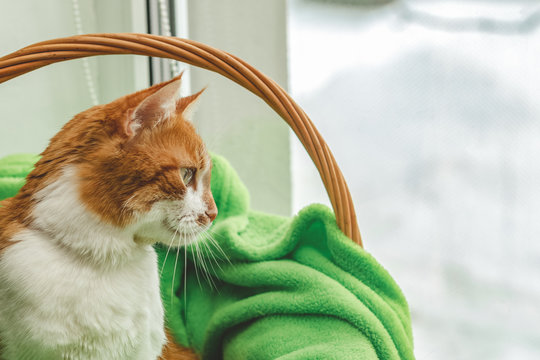 Red-and-white kitty is peaceful slumbering at the new green plaid on the windowsill. Cozy home concept. Close up.