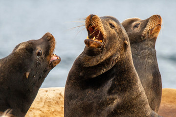 Stellar and California Sea Lions