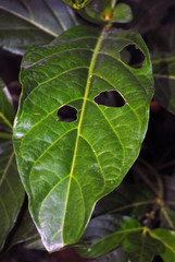 noni