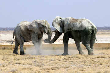 Elephants Fight - Namibia