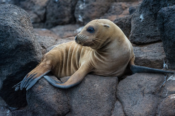 Galapagos Sea Lion (Zalophus wollebaeki) sunning itself on the lava rocks in the Galápagos...