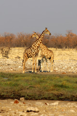 Giraffen - Namibia