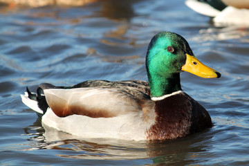 Male mallard (Anas platyrhynchos) in bright nuptial plumage