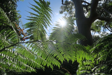 Sonnenstrahlen durch den urwald