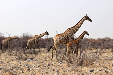 Naklejka na ściany i meble Giraffen with Baby - Namibia