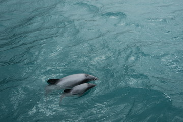 Schwimmende Hector Delfin mit Baby im Meer © Claudia
