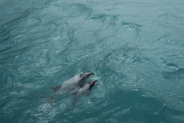 Schwimmende Hector Delfin mit Baby im Meer © Claudia