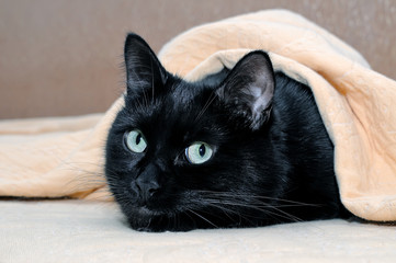 Naklejka premium Portret czarnego kota leżącego pod kratą.