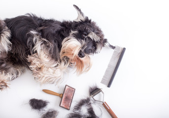 Cute dog with grooming equipment
