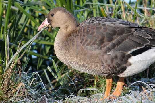 Young Greater white-fronted goose or Anser albifrons eat green grass