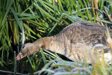 Naklejka na ściany i meble Young Greater white-fronted goose or Anser albifrons eat green grass
