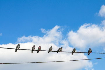 Pigeon  birds on wire, blue cloudy sky. Pigeons on the Electric string.